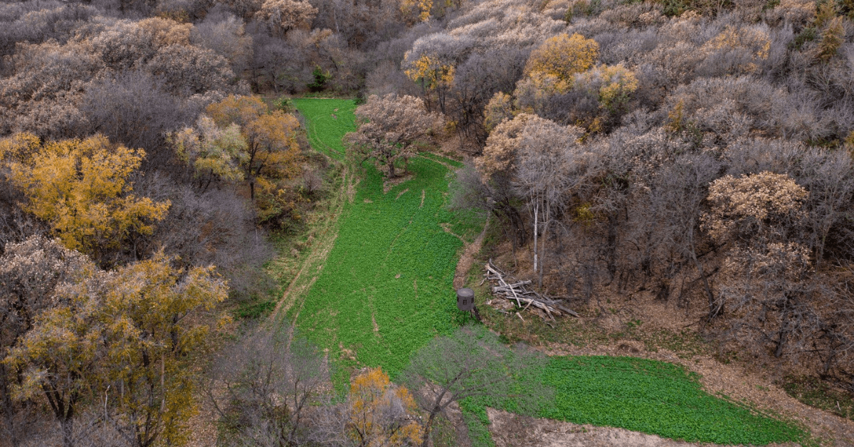 Featured Image for Food Source Transitions and How to Provide Year-Round Nutrition for Deer